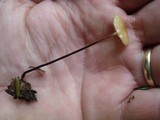 Rhizomarasmius pyrrhocephalus image