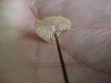 Rhizomarasmius pyrrhocephalus image