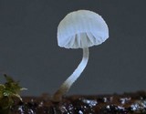 Mycena adscendens image