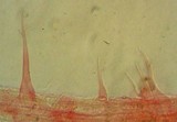 Mycena adscendens image