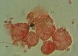 Mycena adscendens image