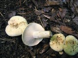 Lactarius glaucescens image