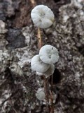 Tetrapyrgos nigripes image