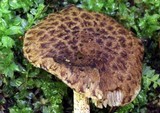 Psathyrella subamara image