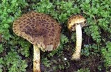Psathyrella subamara image