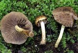 Psathyrella subamara image