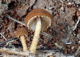 Flammulaster erinaceellus image