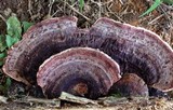 Nigroporus vinosus image