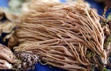 Ramaria stricta image