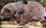 Nigroporus vinosus image