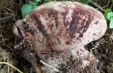 Nigroporus vinosus image
