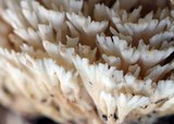 Tremellodendron pallidum image