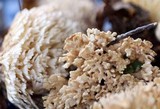 Tremellodendron pallidum image