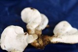 Loweomyces fractipes image