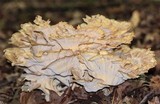 Meripilus sumstinei image