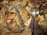 Neohygrocybe subovina image