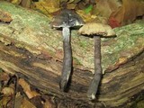 Neohygrocybe subovina image