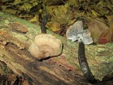 Neohygrocybe subovina image