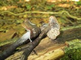 Neohygrocybe subovina image