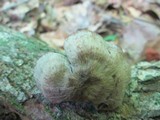Neohygrocybe subovina image