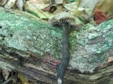 Neohygrocybe subovina image