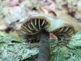 Neohygrocybe subovina image
