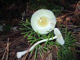 Amanita russuloides image