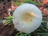 Amanita russuloides image