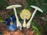 Amanita polypyramis image