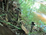 Craterellus fallax image