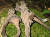 Craterellus fallax image