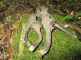 Craterellus fallax image