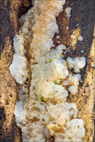 Ductifera pululahuana image