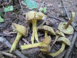 Hygrocybe caespitosa image