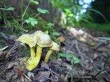 Hygrocybe caespitosa image
