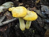 Cantharellus phasmatis image