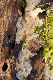 Ductifera pululahuana image