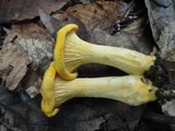 Cantharellus phasmatis image