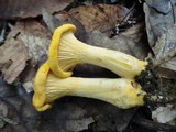 Cantharellus phasmatis image