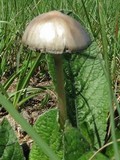 Panaeolus antillarum image
