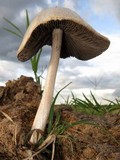Panaeolus antillarum image