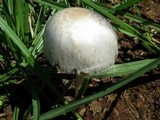 Panaeolus antillarum image