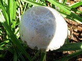 Panaeolus antillarum image