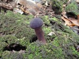 Boletellus chrysenteroides image