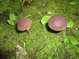 Boletellus chrysenteroides image