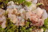 Ductifera pululahuana image