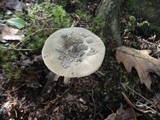 Amanita rhacopus image