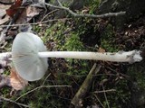 Amanita rhacopus image