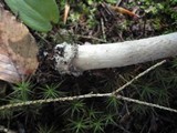 Amanita rhacopus image