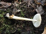 Amanita amerifulva image